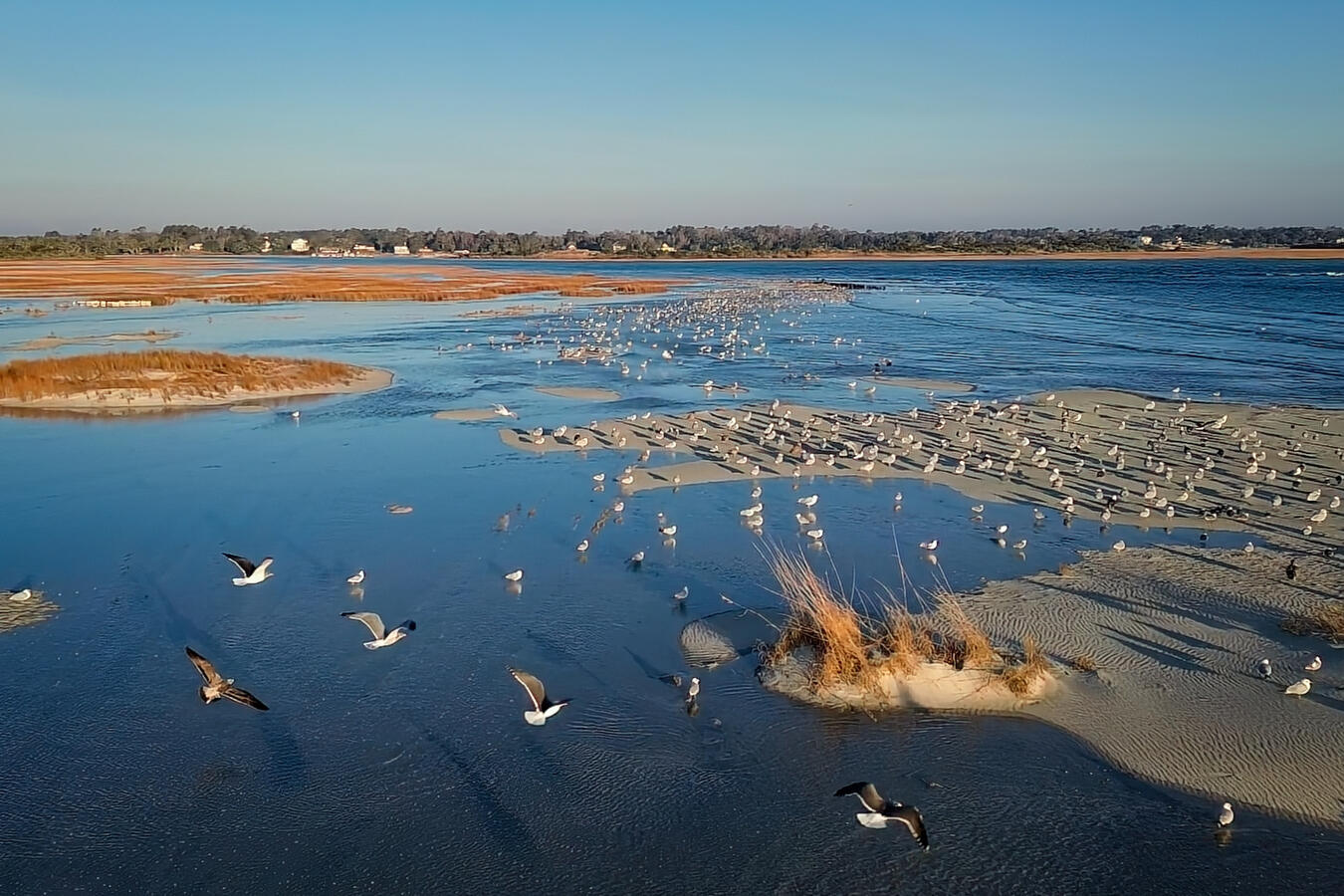 Shorebirds